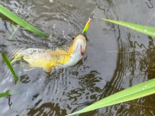 Daiwa třpytka plandavka Presso MVR 2,4g