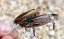 Cormoran wobler Tiny Bone 9cm