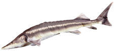 Gaby plyšová ryba Jeseter Sterlet 60cm - polštář