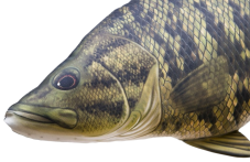 Detail hlavy - plyšová ryba Okounek černý