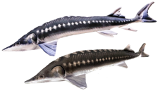 Gaby Jeseter evropský - velikosti 36cm / 120cm - plyšová ryba