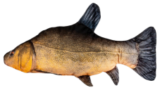 BeCare plyšová ryba Lín obecný 48cm BeCare plyšová ryba Lín obecný 48cm