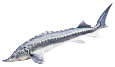 Gaby plyšová ryba Vyza velká 140cm – realistický polštář