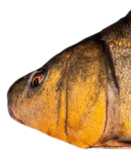 BeCare plyšová ryba Lín obecný - detail hlavy