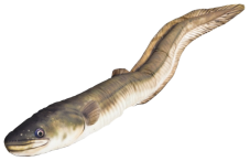 Gaby plyšová ryba Úhoř říční 115cm – realistický polštář