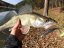 Cormoran gumová nástraha Crazy Fin Shad 10cm