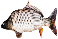 Plyšová ryba Kapr šupináč BeCare – realistický polštářek ve tvaru kapra, ručně šitý na Slovensku. Plyšová ryba Kapr šupináč BeCare – realistický polštářek ve tvaru kapra, ručně šitý na Slovensku.