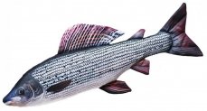 Gaby plyšová ryba Lipan 65cm