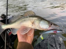 Cormoran gumová nástraha Action Fin Shad
