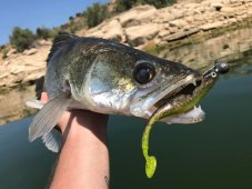 Cormoran gumová nástraha Toddle Fin Shad 12,5cm
