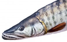 Gaby plyšová ryba Štika muskalunga 80cm