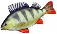 Gaby plyšová ryba Okoun říční 50cm