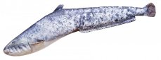 Gaby plyšová ryba Sumec velký mini 62cm