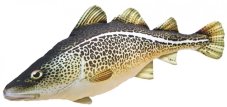 Gaby plyšová ryba Treska obecná 75 cm – realistický polštář