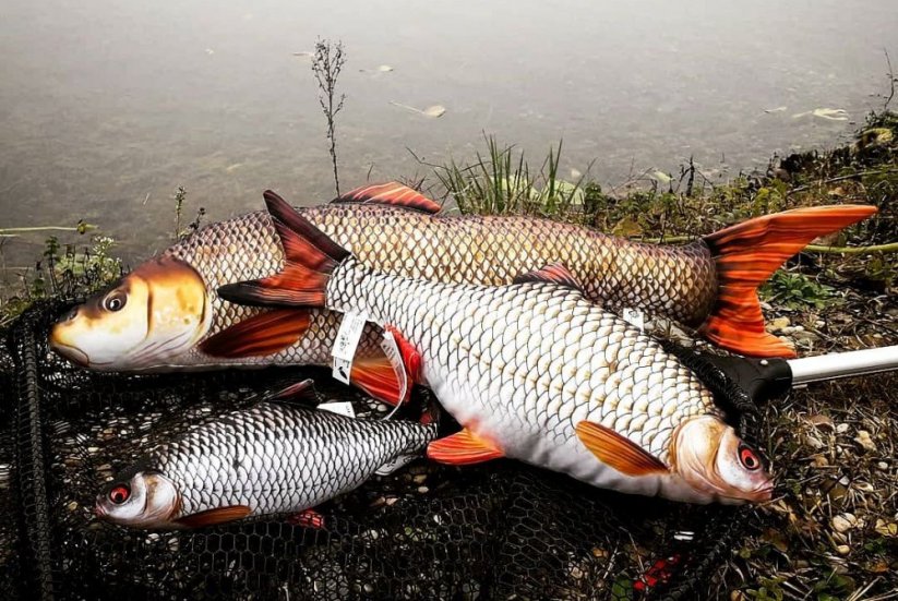 Gaby plyšová ryba Plotice obecná 52cm