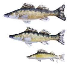 Gaby plyšová ryba Candát obecný 50cm 77cm 110cm – všechny velikosti vedle sebe