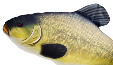 Detail hlavy a ploutví lín obecný Gaby – ručně šitý plyšák