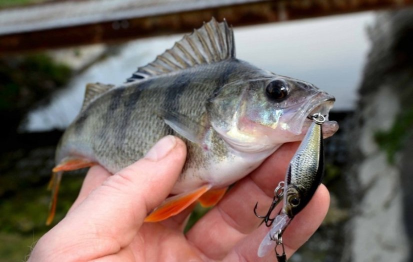 Cormoran wobler Belly Diver Mini 3,8cm