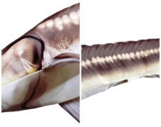 Gaby plyšová ryba Jeseter Sterlet 60cm - detail těla, šupiny