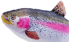 Detail hlavy - Gaby plyšová ryba Pstruh duhový 62cm