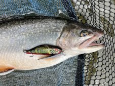 Daiwa wobler Prorex Flat Minnow 50SS 5cm