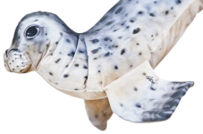 Detail těla a ploutví plyšového tuleně mini 36 cm