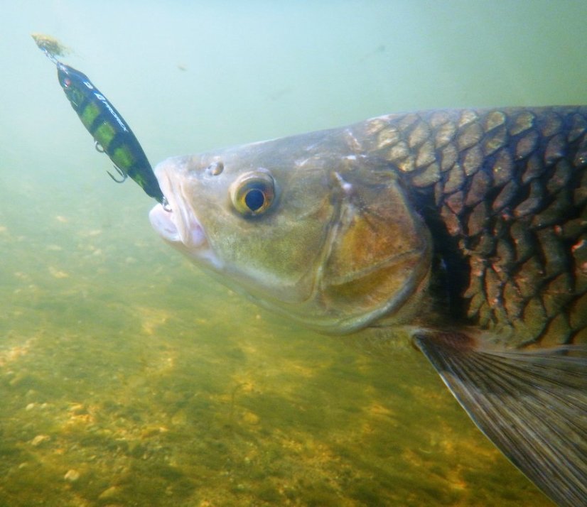 Daiwa wobler Prorex Pencil Bait 65SS 6,5cm