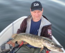 Salmo wobler Pike Jointed 11cm