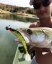 Daiwa gumová nástraha Mermaid Shad DF 10cm