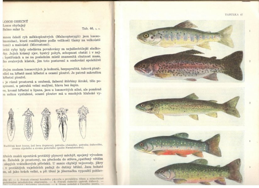 Kniha Václav Dyk Naše ryby
