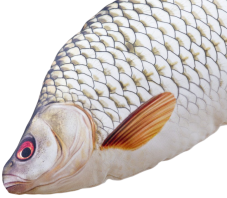 Detail plyšové Plotice obecné – ručně šitý polštář Gaby