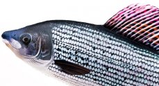 Gaby plyšová ryba Lipan 65cm