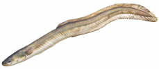 Gaby plyšová ryba Úhoř říční 115cm