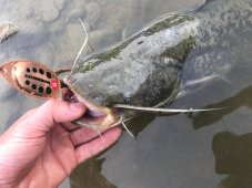 Cormoran třpytka Bullet měděná černé tečky