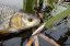 Cormoran wobler Iwashi Mini 5cm