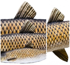 Detail těla plyšového Amura – struktura šupin a barev