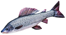 Gaby plyšová ryba Lipan 65cm