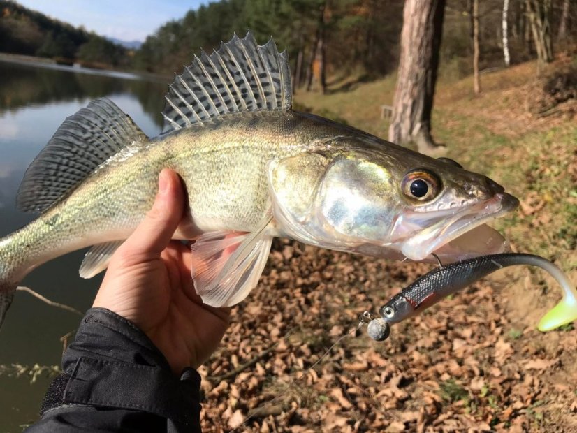 Cormoran gumová nástraha Crazy Fin Shad 10cm