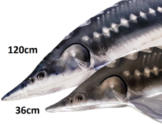 Gaby plyšová ryba Jeseter evropský - detail hlavy 36cm/120cm