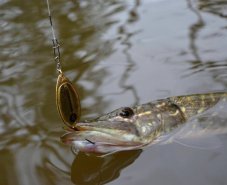 Cormoran třpytka Bullet zlatá