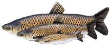 Plyšová ryba Amur – tři velikosti 40cm, 75cm a 105cm vedle sebe