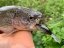Cormoran wobler Belly Diver Mini 3,8cm