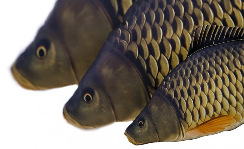 Gaby plyšová ryba Kapr šupináč 64cm