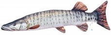 Gaby plyšová ryba Štika muskalunga 80cm