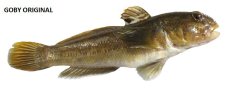 Cormoran gumová nástraha Curly Goby 7cm
