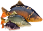 Gaby plyšová ryba Kapr Lysec 37cm 61cm 90cm – realistický polštář