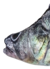 BeCare plyšová ryba Okoun obecný 40cm - detail hlavy