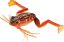 Daiwa gumová nástraha Prorex Micro Frog 3,5cm